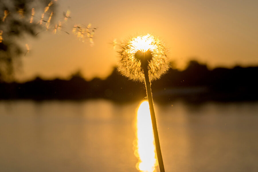 Mindful Leadership